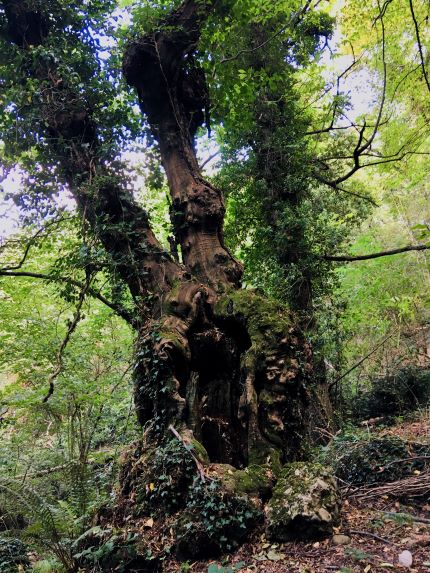 Parco Regionale di Portofino un albero nel bosco