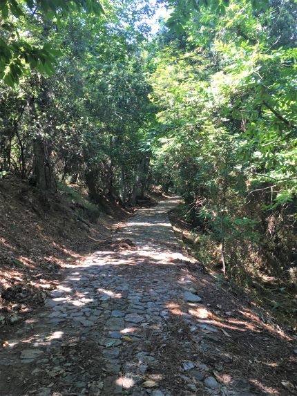 Parco Regionale di Portofino il sentiero si addentra nel bosco