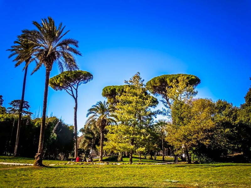 Villa Torlonia alcuni alberi del parco