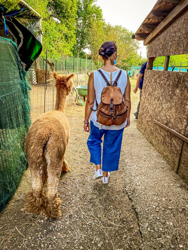 Bassano in Teverina Francesca cammina con un alpaca