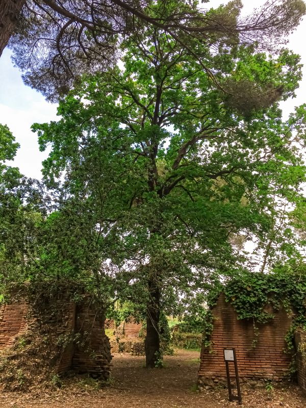 Portus resti dei magazzini di Traiano con albero nell'area archeologica dei Porti di Claudio e Traiano