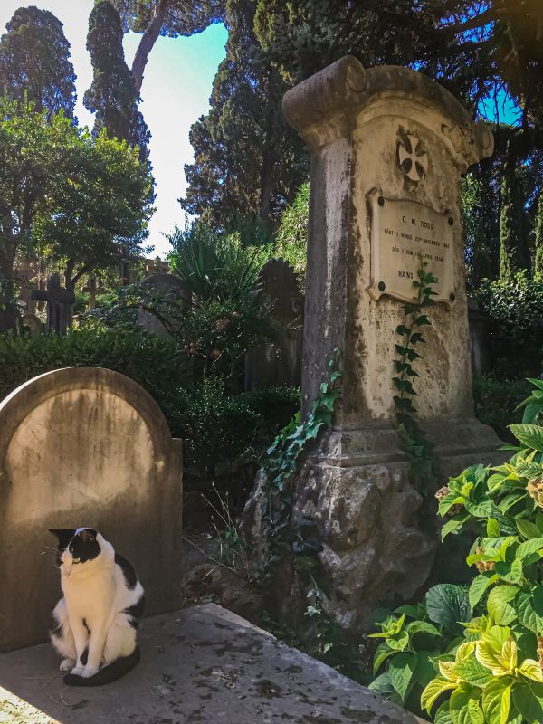 Cimitero Acattolico uno dei gatti della colonia felina
