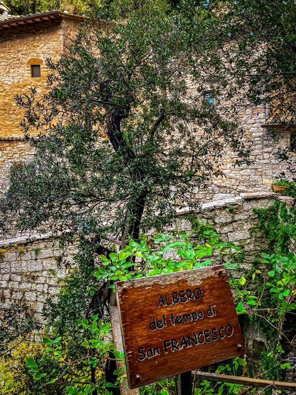 Assisi l'albero della predica agli uccelli nell'Eremo delle Carceri